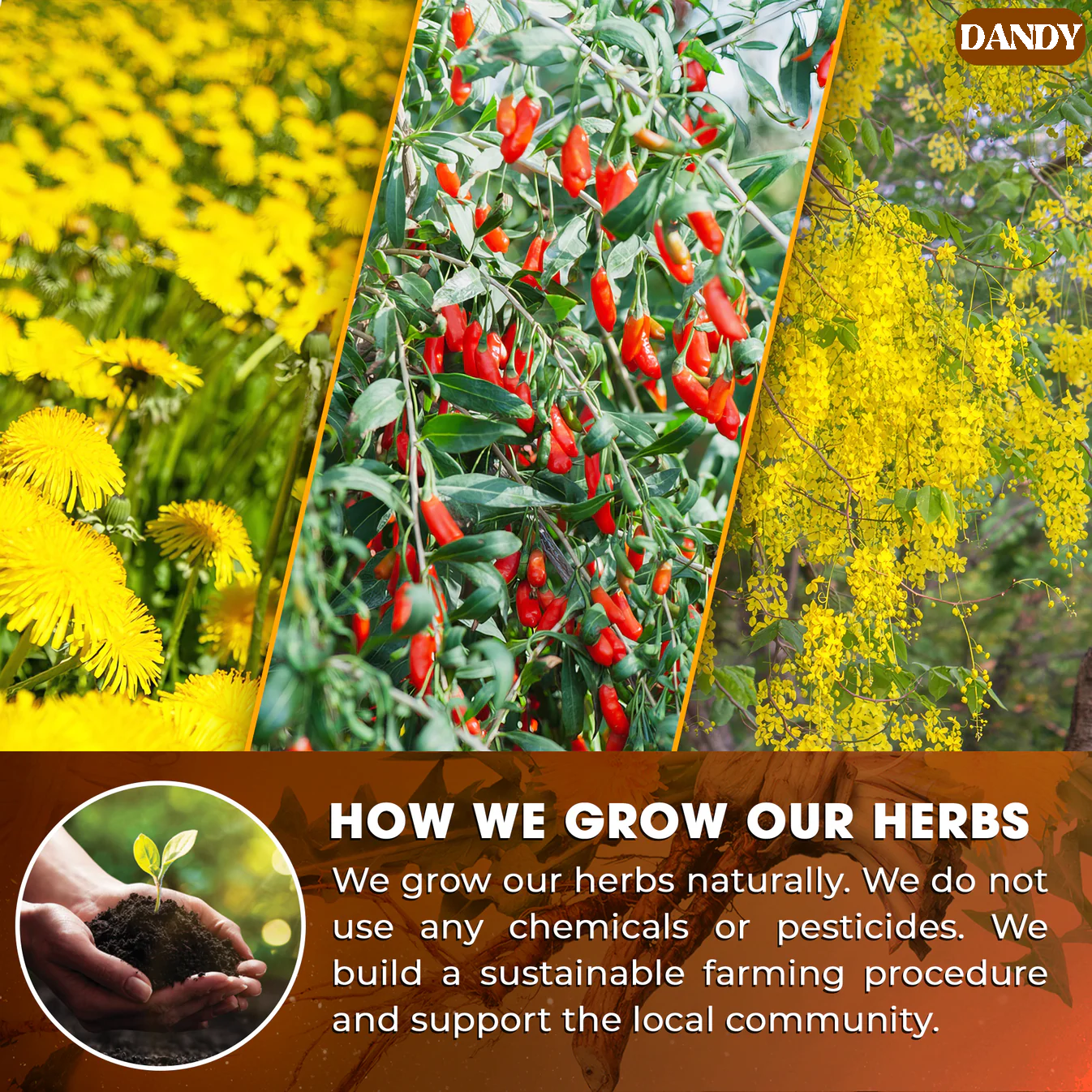 Dandelion Goji Berry Tea